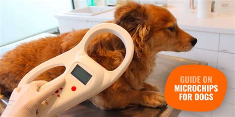 are dog chips rfid|where to get dog microchipped.